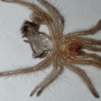 Grammostola Pulchripes Sling