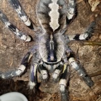 P. regalis