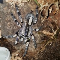 P. regalis