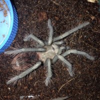 1.0 X. immanis freshly Molted 3''