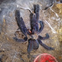 Lampropelma nigerrimum