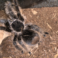 B. Albopilosum doubled in abdominal size without extra food.