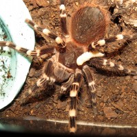 Rider on the Storm (♂ Acanthoscurria geniculata 4")
