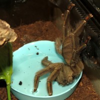 Squirt's Drink (♀ Psalmopoeus cambridgei 5.5")