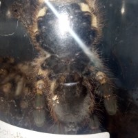 Poecilotheria Formosa