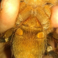 Aphonopelma seemanni [ventral sexing]