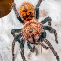 Chromatopelma cyaneopubescens sling