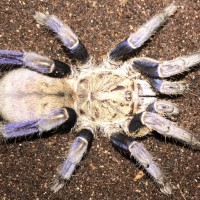 3”-3.5” Female Cyriopagopus lividus (Cobalt Blue Tarantula)