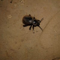 Wooly darkling beetle