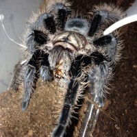 0.1 B. albo Post Molt Feeding - Camilla