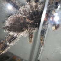 A.avicularia M1 50/50 on this one