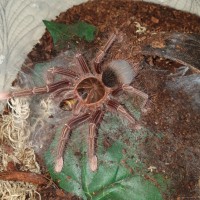 Theraphosa Apophysis