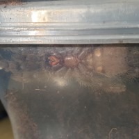 H. maculata sex me please [2/3]