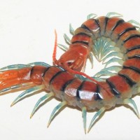 Scolopendra morsitans