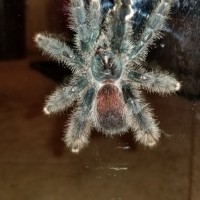 Avicularia ID [1/2]