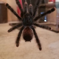 Avicularia ID [2/2] (no flash)