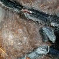 Post molt problem?