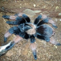 Brachypelma emilia