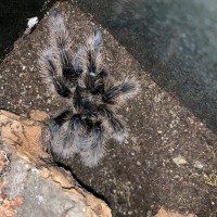 B. Albopilosum