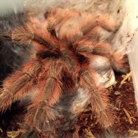 Big girl freshly molted