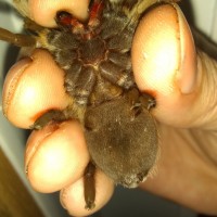 Aphonopelma chalcodes [ventral sexing]
