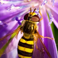 Tiny hover fly