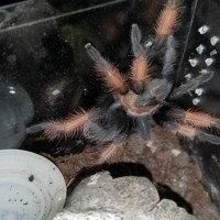 Brachypelma emilia