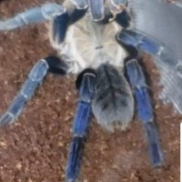 Cyriopagopus ID Request [1/2]