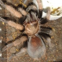 Aphonopelma chalcodes