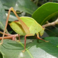 Katydid or Katy didn't.