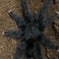 A. avicularia M1 in low light