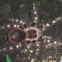 geniculata