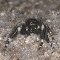 Phidippus audax saved from death by a jack in the box employee.