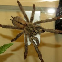 Magnum Squirt (♀ Psalmopoeus cambridgei 5.5")