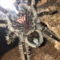 Brachypelma albopilosum