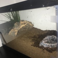 Ephebopus murinus Enclosure [1/2]