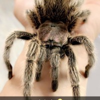 Tarantula ID Request