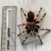 B. Smithi/Hamorii?