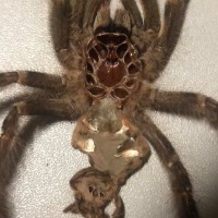 poe ornata after molt 4"