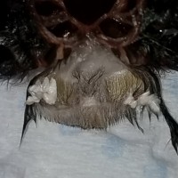 C. Versicolor Fresh Molt