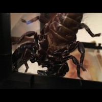 Emperor Scorpion [ventral sexing] [1/2]
