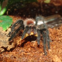 0.1 Grammostola actaeon