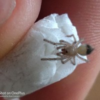 Teeny tiny Brachypelma albiceps sling