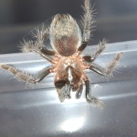 3/4 inch Brachypelma schroederi