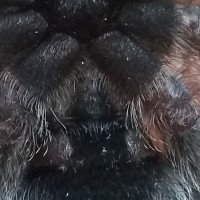 Avicularia avicularia [ventral sexing]