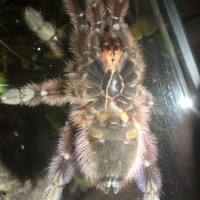 Caribena versicolor