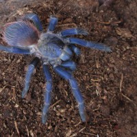 Pterinopelma sazimai Bertani, Nagahama & Fukushima, 2011 _3