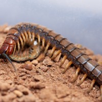 Cormocephalus aurantiipes Feeding