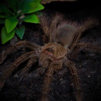 0.1 Theraphosa stirmi