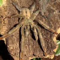 Squirt (♀ Psalmopoeus cambridgei 5.5")